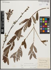 Foto von Salix appendiculata Vill. x Salix purpurea L.